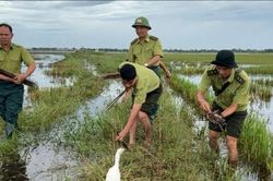 Kiểm lâm Huế tháo gỡ hàng nghìn dụng cụ bẫy bắt chim trời