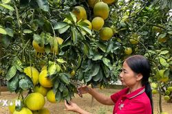 Phú Thọ nâng cao chất lượng và mở rộng thị trường cho sản phẩm OCOP