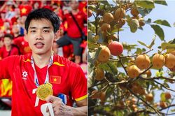 Về Nghệ An quê Đình Bắc, tìm thức quà mùa thu khi những vườn hồng bắt đầu vào mùa