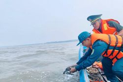 Phát hiện cá thể vích nặng 3kg, thả về biển