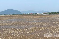 Người nuôi “trắng tay” vì ngao chết hàng loạt