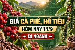 Giá cà phê, hồ tiêu hôm nay 14/9: Hai mặt hàng cùng đi ngang