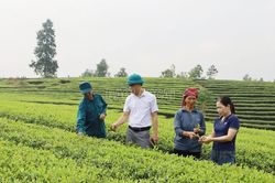 Chủ động phòng trừ sâu bệnh trên cây chè