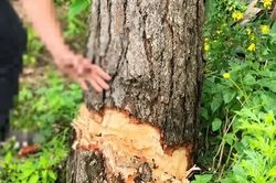 Thanh niên ở Lâm Đồng bị phạt 35 triệu đồng vì tự ý cưa hạ cây thông