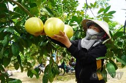 Mùa bưởi ở Đồng Lê