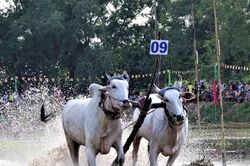 An Giang: Sôi nổi giải đua bò truyền thống Chùa Rô 2026