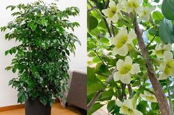Tại sao nhiều gia đình giàu có thích trồng một cây Hạnh Phúc trong nhà?