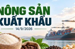 Nông sản xuất khẩu 14/9: Tiêu giữ giá cao, gạo đi ngang, cà phê chờ phiên mới