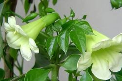 Cây hạnh phúc nở hoa báo hiệu điều gì? Mệnh nào trồng để lộc đổ về nhà?
