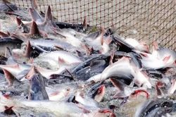 Xuất khẩu cá tra sang Hoa Kỳ giảm mạnh