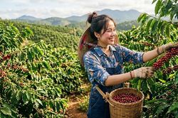 Giá cà phê hôm nay 15.9 ổn định sau phiên giảm 500 đồng/kg