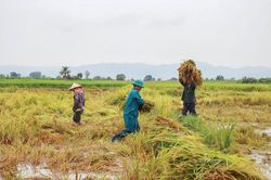 Gia Lai: Chung tay thu hoạch lúa, giảm thiệt hại cho người dân sau mưa lớn