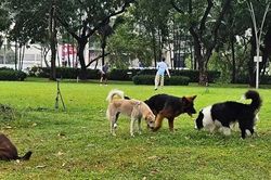 Làm rõ quy định về rọ mõm và xích giữ chó khi ra nơi công cộng