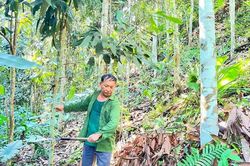 Thái Nguyên nâng cao hiệu quả kinh tế rừng trồng