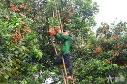 Dù gặp khó khăn, xuất khẩu nông nghiệp vẫn tăng