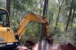 Xã Xuân Sơn tiêu hủy đàn heo nhiễm dịch tả heo Châu Phi