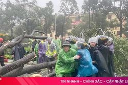 Khuyến cáo một số biện pháp phòng ngừa nguy hiểm từ cây xanh gãy, đổ