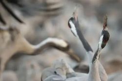 'Trạm tiếp nhiên liệu' của hàng triệu cánh chim di cư