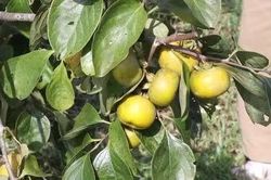 Hồng không hạt góp phần giảm nghèo bền vững tại tỉnh Thái Nguyên