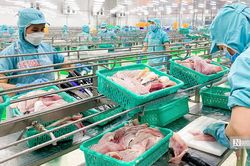 Xuất khẩu cá tra sang Anh tăng 23%, nhu cầu thực phẩm tiện lợi mở thêm dư địa