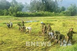 Mưa lớn cận kề, cán bộ, chiến sĩ xuống đồng gặt lúa cùng dân