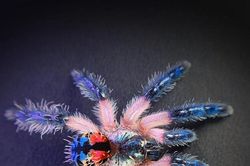 'Nhện tarantula ngọc' Brazil: Nhỏ xíu nhưng sở hữu vẻ ngoài như đá quý