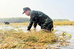 Tây Ninh chủ động bảo vệ hơn 51.000 ha lúa trước nguy cơ lũ