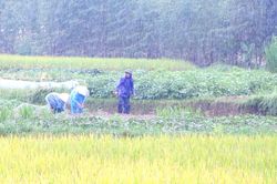 Bắc Ninh: Các đơn vị, địa phương chủ động tiêu úng, bảo vệ sản xuất trước mưa lớn kéo dài