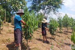 Tiềm năng cây quế ở Mường Nhé