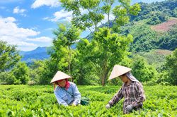 Chủ động thích ứng phát triển nông nghiệp bền vững