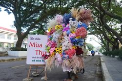 “Chở” mùa thu Hà Nội về An Khê