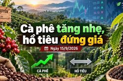 Giá cà phê, hồ tiêu hôm nay 15/9: Cà phê tăng nhẹ, hồ tiêu đứng giá