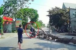 Thông tin mới nhất vụ cưa cây làm chết người: Gia đình nạn nhân mong giảm nhẹ hình phạt