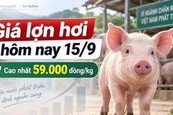 Giá lợn hơi hôm nay 15/9: 34 địa phương đồng loạt giữ giá