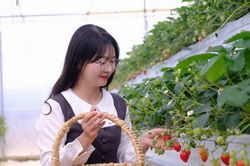 'Nốt nhạc xanh' của du lịch Lâm Đồng. Bài 2: Để du lịch chạm vào đời sống