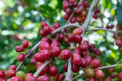 Giá cà phê hôm nay 15/9/2026: Tây Nguyên quanh 95.000 đồng/kg, giá thế giới bật tăng