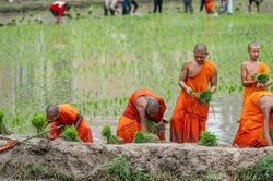 Chư Tăng và đồng bào Khmer cấy mạ 'thí công' tại chùa Rô (An Giang)