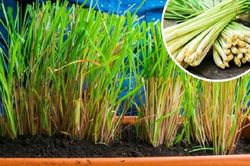 Cách trồng cây sả trong chậu để đẻ nhiều nhánh, trồng 1 lần thu hái nhiều năm
