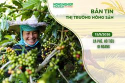 Thị trường nông sản 15/9/2026: Cà phê, hồ tiêu đi ngang