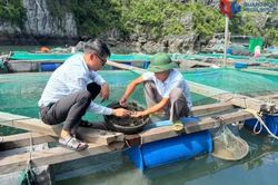 Quảng Ninh đề xuất mở rộng không gian nuôi trồng thủy sản biển lên gần 140.000 ha.