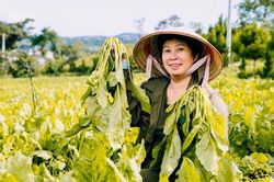 Nông nghiệp hữu cơ: Thúc đẩy tiêu dùng sạch, phát triển kinh tế xanh