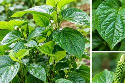 Những tác dụng tiềm năng của lá lốt