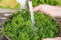 5 nhóm người có thể bổ sung lá đinh lăng vào chế độ ăn