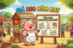 Giá heo hơi hôm nay 16/9: Miền Bắc và miền Trung - Tây Nguyên tăng nhẹ, dao động trong khoảng 57.000 - 60.000 đồng/kg