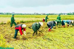 Huy động lực lượng giúp dân thu hoạch lúa trước nguy cơ ngập úng