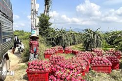 Lâm Đồng: Giá giảm sâu, nhà vườn dồn sức cho thanh long mùa nghịch