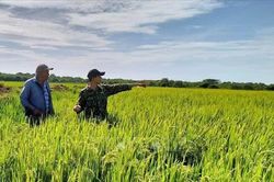 Cuba kêu gọi doanh nghiệp đẩy nhanh sản xuất lương thực