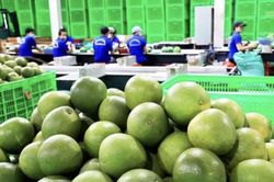 Thông tin lý do Úc dừng nhập khẩu bưởi của Việt Nam