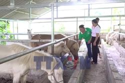 Nguồn vốn chính sách tiếp sức người dân vùng cao vươn lên