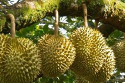 Tăng cường truy xuất nguồn gốc sầu ri&ecirc;ng xuất khẩu